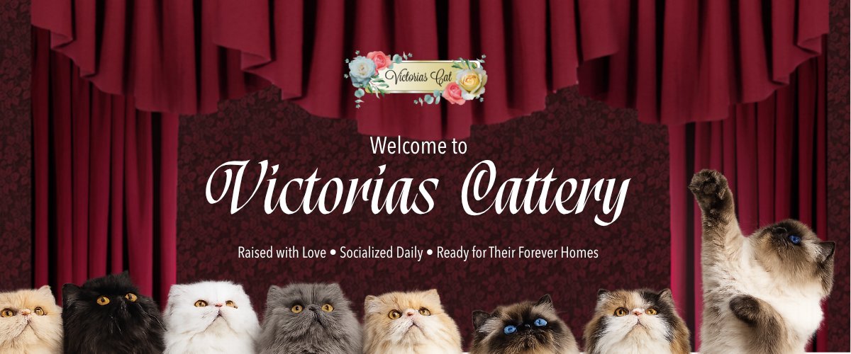 Victorias Cattery – Quality Home Raised Persians & Himalayans