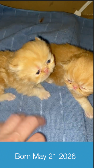 2 SOLID RED PERSIAN BOYS