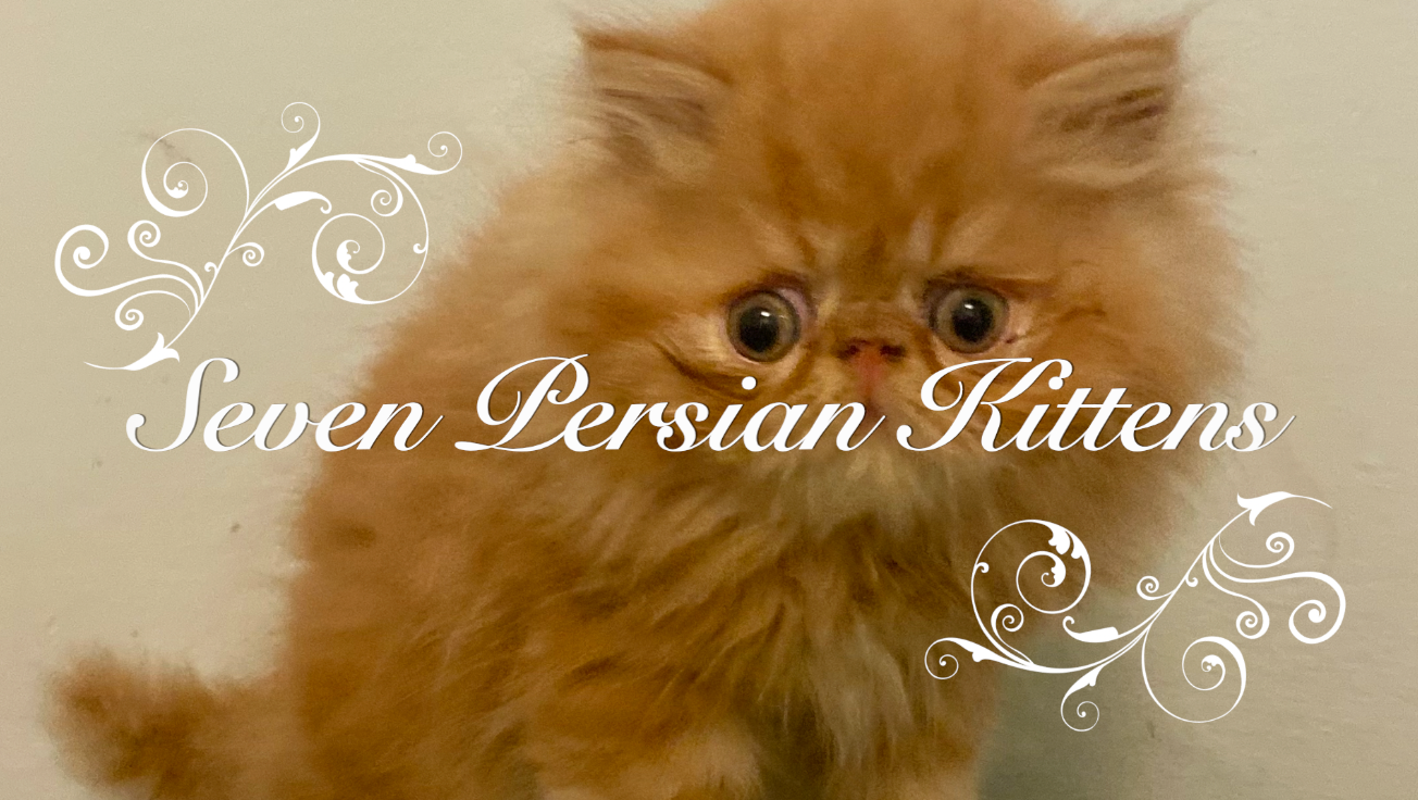 SEVEN KITTENS JULY 2026